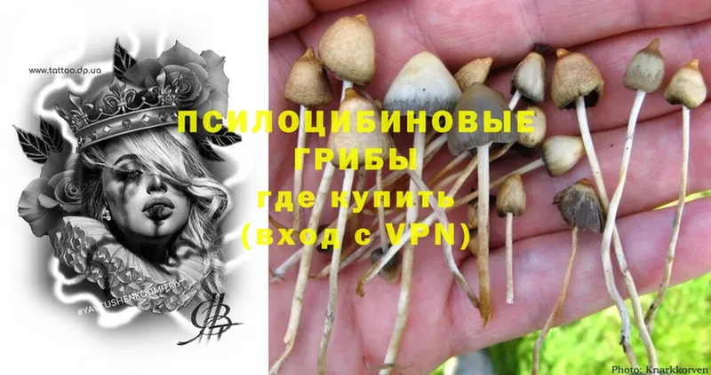 Псилоцибиновые грибы Cubensis  blacksprut зеркало  Качканар 